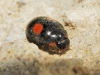 Platynaspis luteorubra Platynaspis luteorubra