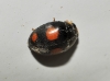 Platynaspis luteorubra Platynaspis luteorubra