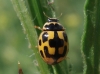 Propylea quatuordecimpunctata Propylea quatuordecimpunctata