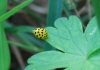 Psyllobora vigintiduopunctata (Linnaeus, 1758)