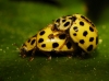 Psyllobora vigintiduopunctata Psyllobora vigintiduopunctata