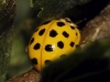 Psyllobora vigintiduopunctata Psyllobora vigintiduopunctata