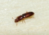 Rhizophagus depressus (Fabricius, 1792)