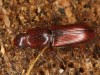 Rhizophagus ferrugineus Rhizophagus ferrugineus