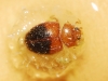 Rhyzobius bipartitus Rhyzobius bipartitus