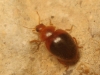 Rhyzobius bipartitus Rhyzobius bipartitus