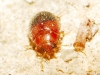 Rhyzobius bipartitus Rhyzobius bipartitus
