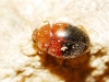 Rhyzobius bipartitus Rhyzobius bipartitus