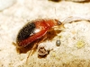 Rhyzobius bipartitus Rhyzobius bipartitus