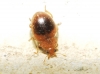 Rhyzobius bipartitus Fuente, 1918 Rhyzobius bipartitus Fuente, 1918