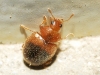 Rhyzobius bipartitus Fuente, 1918 Rhyzobius bipartitus Fuente, 1918