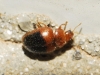 Rhyzobius bipartitus Fuente, 1918 Rhyzobius bipartitus Fuente, 1918