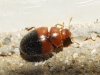 Rhyzobius bipartitus Fuente, 1918 Rhyzobius bipartitus Fuente, 1918
