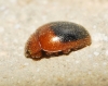 Rhyzobius bipartitus Fuente, 1918 Rhyzobius bipartitus Fuente, 1918