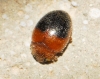 Rhyzobius bipartitus Fuente, 1918 Rhyzobius bipartitus Fuente, 1918