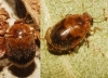 Rhyzobius chrysomeloides Rhyzobius chrysomeloides
