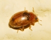 Rhyzobius litura (Fabricius, 1787)