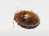 Rhyzobius litura Rhyzobius litura
