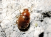 Rhyzobius litura Rhyzobius litura