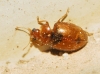 Rhyzobius litura Rhyzobius litura