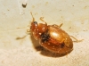 Rhyzobius litura Rhyzobius litura