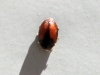 Scymnus? 1d2
