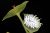 Scymnus sp. 1/2 Scymnus sp. 1/2