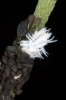 Scymnus sp. 2/2 Scymnus sp. 2/2