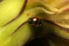 Scymus suturalis Scymus suturalis