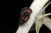 Scymus suturalis Scymus suturalis