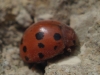 Subcoccinella vigintiquatuorpunctata Subcoccinella vigintiquatuorpunctata