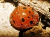 Subcoccinella vigintiquatuorpunctata Subcoccinella vigintiquatuorpunctata