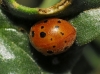 Subcoccinella vigintiquatuorpunctata Subcoccinella vigintiquatuorpunctata