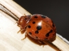 Subcoccinella vigintiquatuorpunctata Subcoccinella vigintiquatuorpunctata