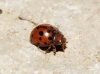 Subcoccinella vigintiquatuorpunctata Subcoccinella vigintiquatuorpunctata