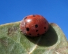 Subcoccinella vigintiquatuorpunctata Subcoccinella vigintiquatuorpunctata