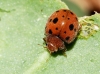 Subcoccinella vigintiquatuorpunctata Subcoccinella vigintiquatuorpunctata
