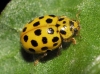 Thea vigintiduopunctata Thea vigintiduopunctata