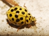 Thea vigintiduopunctata Thea vigintiduopunctata