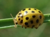 Thea vigintiduopunctata Thea vigintiduopunctata