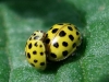 Thea vigintiduopunctata Thea vigintiduopunctata