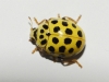 Thea vigintiduopunctata Thea vigintiduopunctata