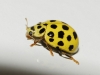 Thea vigintiduopunctata Thea vigintiduopunctata