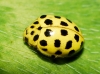 Thea vigintiduopunctata