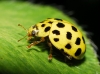 Thea vigintiduopunctata