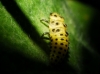Thea vigintiduopunctata