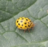Thea vigintiduopunctata