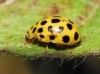 Thea vigintiduopunctata Thea vigintiduopunctata
