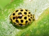 Thea vigintiduopunctata Thea vigintiduopunctata