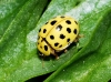 Thea vigintiduopunctata Thea vigintiduopunctata